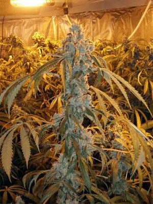 Orange haze cannabis seed