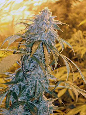 Orange kush marijuana seeds