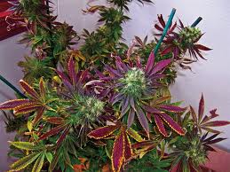 Orange cannabis seeds