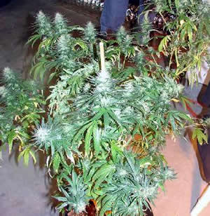 Original OG Kush seeds
