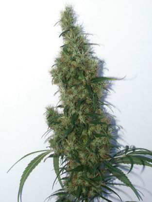 Orisha XL marijuana seeds