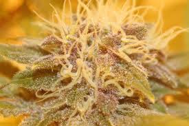 Graines de marijuana Papya