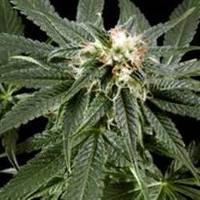 Paradise peach marijuana seeds