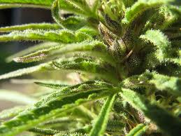 Pearl Shadow marijuana seeds