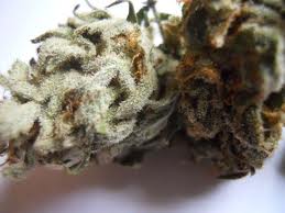 Graines de marijuana du pergélisol