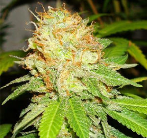 Pig fucking rhino marijuana seeds