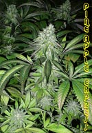 G-13 pineapple express seeds