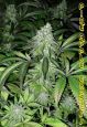 Pineapple Express 20 seeds