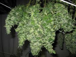 Pineapple Funk