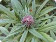 graines de rose kush