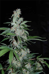 Pipi FEMINISED SEEDS