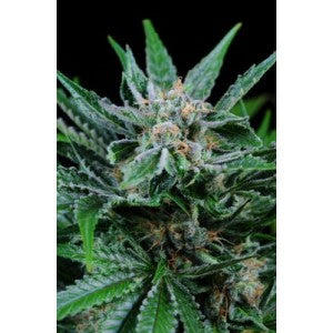 Plush berry marijuana seeds