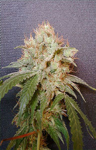 pineapple punch female