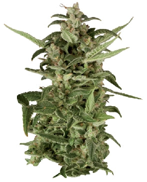 Polar Light 2 marijuana seeds