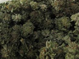 Posh marijuana seeds