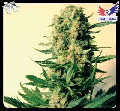 positronics critical 47 cannabis seeds