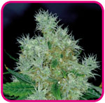 Power Flower seeds