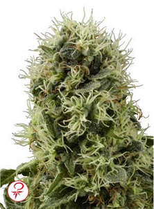 Power plant feminized