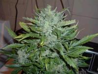 Power stout marijuana seeds