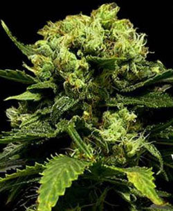 PURE Power feminised marijuana seeds