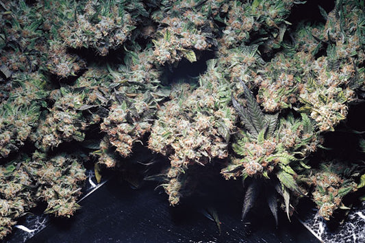 Las Vegas Purple Kush seeds