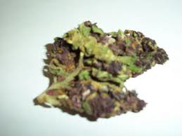 Graines de marijuana Purple Candy