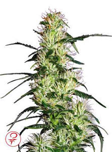 purple haze feminized