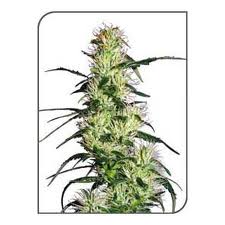 Graines de marijuana à brume violette