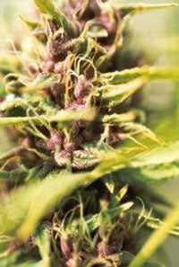 Purple power female