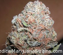 Purple pussy marijuana seeds