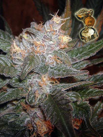 Purps bc bud depot