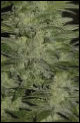 Que Hash plant cannabis seeds