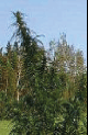 Quetiva marijuana seeds