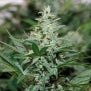 Red Dragon marijuana feminized