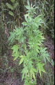 space crush marijuana seeds