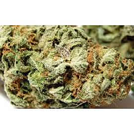 red scare cannabis seed
