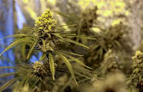 Rene marijuana seeds