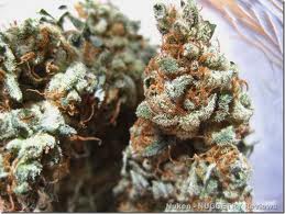 graines de marijuana rhazer