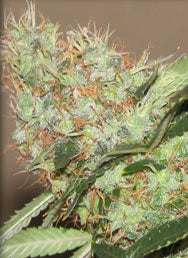 EARLY BUBBA KUSH