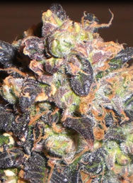 EARLY PURPLE KUSH