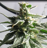 Reef - BC Gold