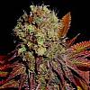 Rock Bud