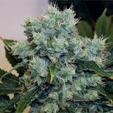 Rock Star marijuana seeds