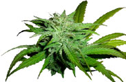 Romulan Sweet Skunk