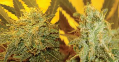 Cheese marijuana seeds