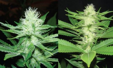trainwreck marijuana seeds