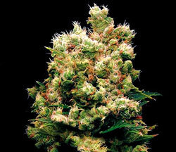 Royal Kush feminised seeds