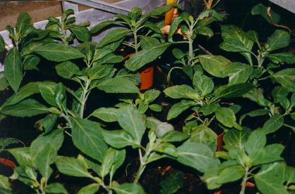 Salvia Divinorum 60X Extract