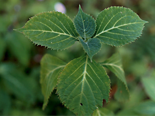 Salvia divinorum 40X Extract