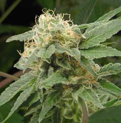 Sage feminized